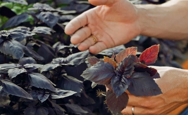 purple basil