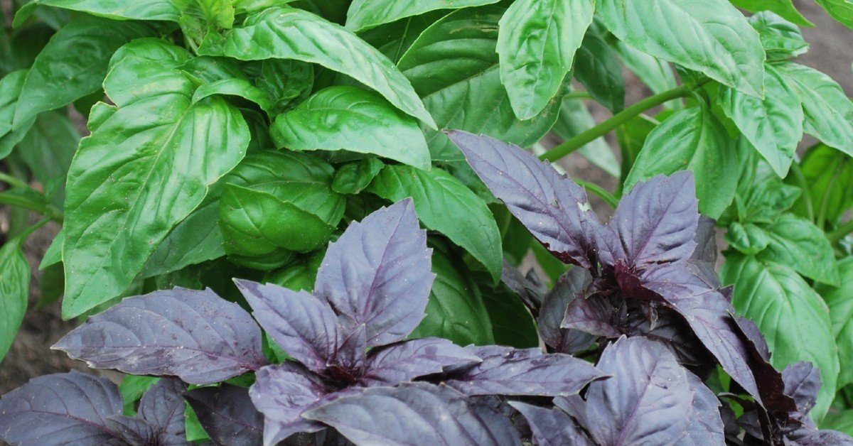 Purple vs. Green Basil Which to Choose Cook It