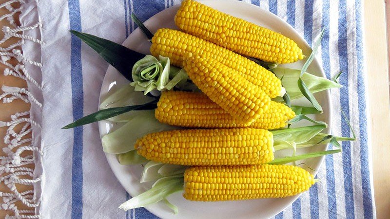 ears of corn