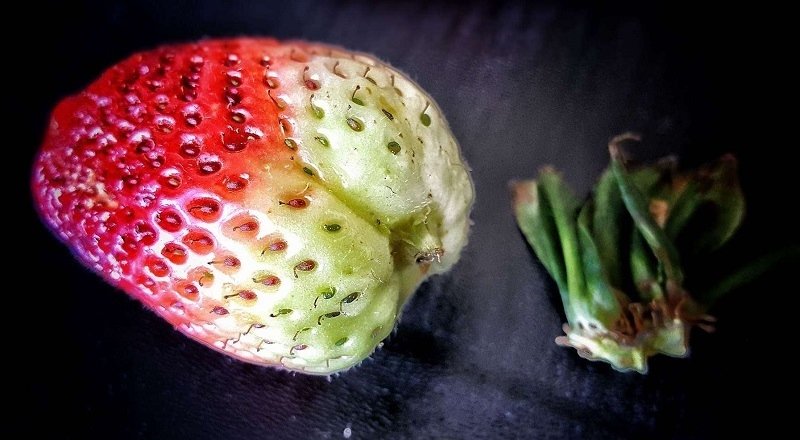 strawberry stems