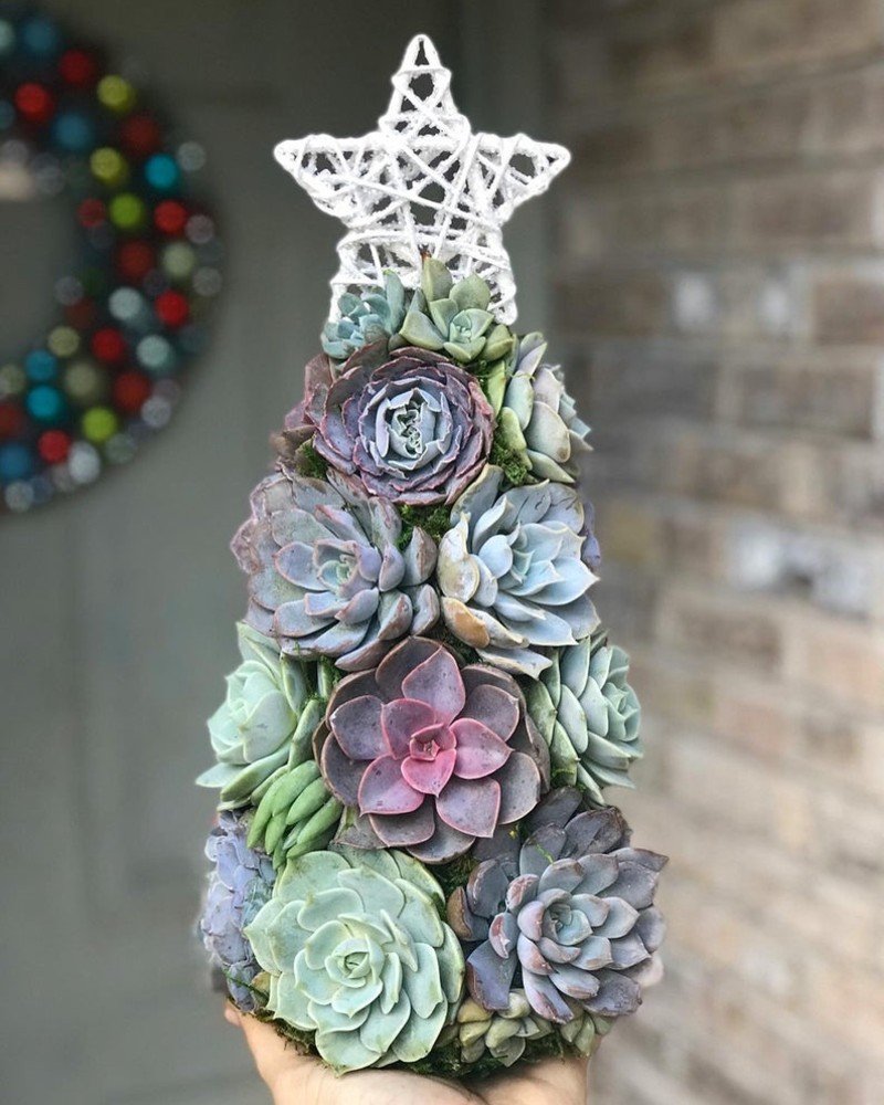 Succulent Christmas Trees Perfect for Small Spaces Cook It