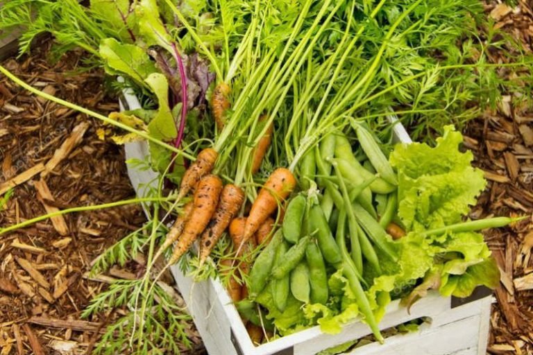 What to Do With Soap Scraps Cook It